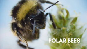 polar bees