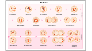 Understanding Anaplasia: What It Means When Cancer Cells Lose Their Identity and Why It Matters for Your Treatment